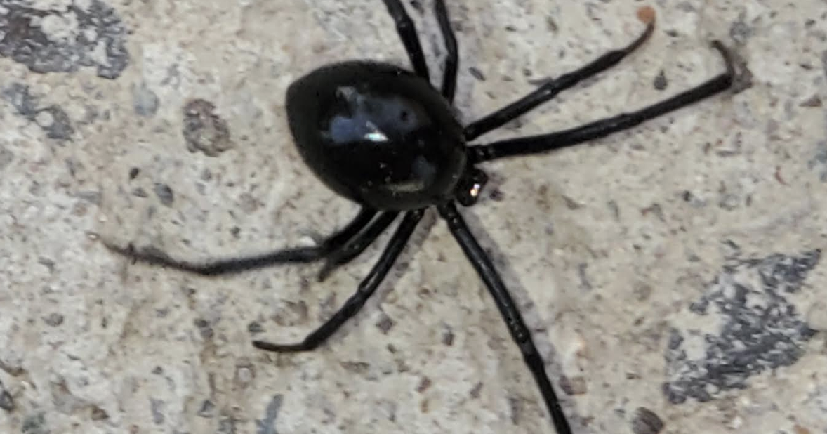 TIPS FROM THE POSSE: Eight-legged attackers