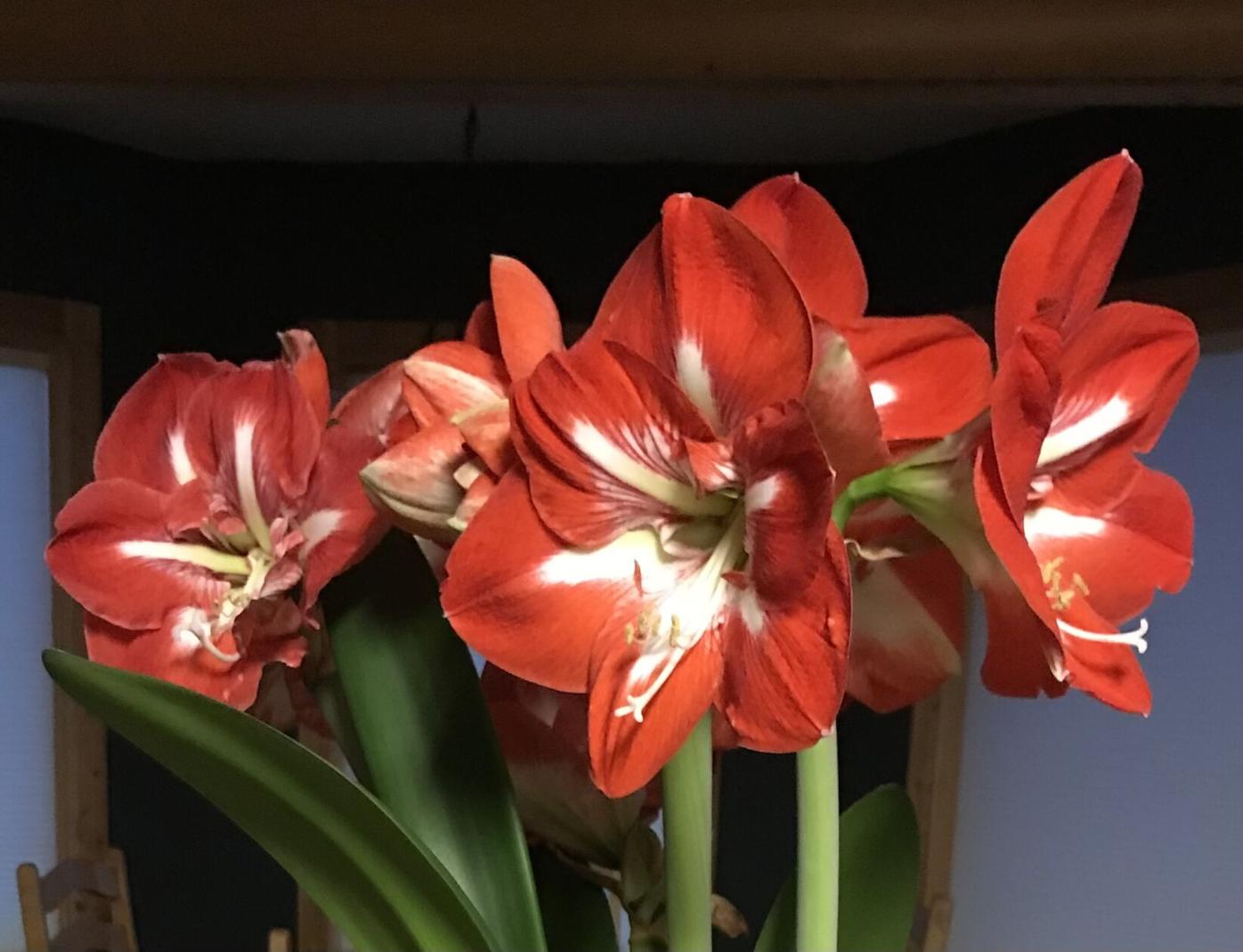 GARDENING: It's time to get amaryllis growing for the holidays | Outdoors |  