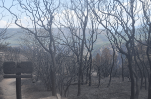 Little danger of further spread seen for South Rim Fire; new Leroux Fire prompts evacs in Delta County