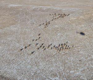 Rebounding elk populations in Northwest Colorado prompts Colorado Parks and Wildlife to propose increased licenses for the 2026 Big Game Hunting season