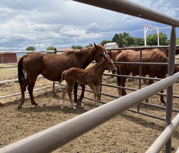 Man accused of 84 instances of animal cruelty