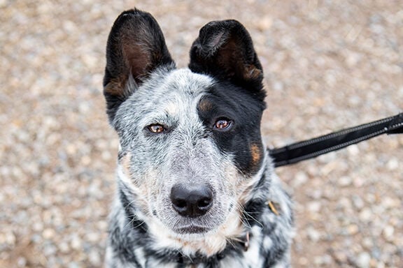 are saint miguel cattle dog aggressive