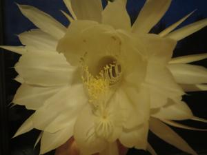 GARDEN: Houseplants and the leafy love affair