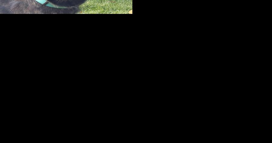 PET COLUMN: 'Project' dogs: Two stories and a plea - Vimarsana News