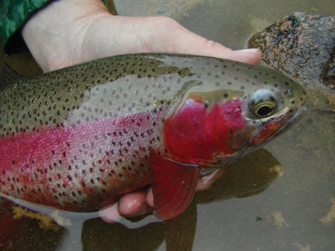 Fly Fishing Show comes to Montrose Outdoors