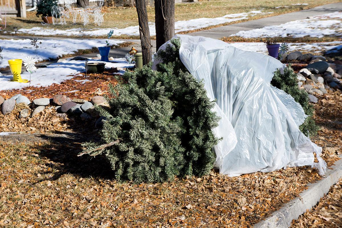 City performs annual Christmas tree pick up Local News Stories