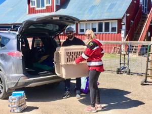 Pets find forever homes amid COVID-19