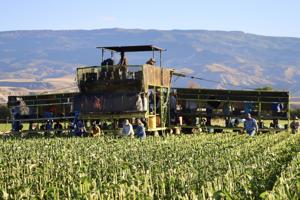 Harvest time — Workers begin harvesting corn [PHOTOS]