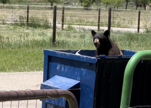 Bear charges woman in Ouray; CPW investigates nature of injuries