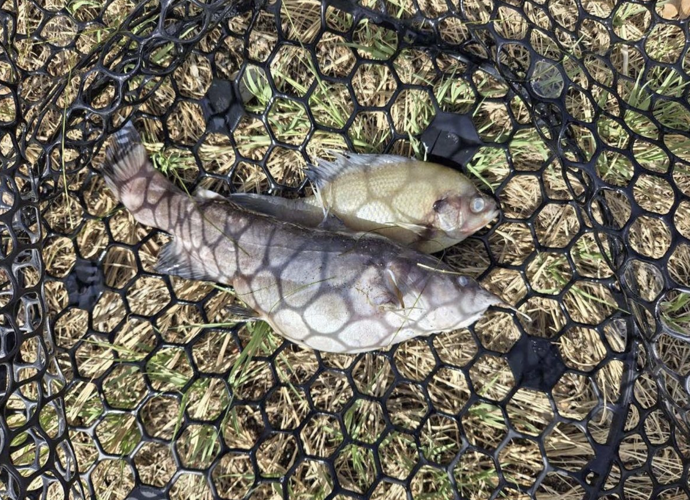 Low dissolved oxygen leads to partial fish kill at Sweitzer Lake State Park  | Local News Stories | montrosepress.com