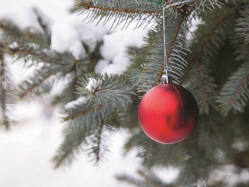 Purchase Christmas Tree Permits Online News Montrosepress Com Christmas Tree Permit Montrose Colorado 2021