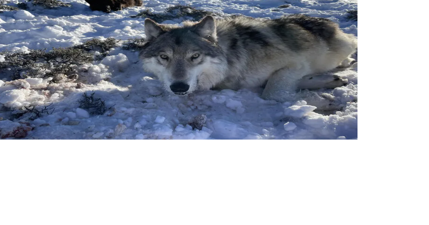 Colorado to stop killing wolves amid worries over falling population, parasites and low pup counts; CPW says it will continue to work with livestock producers to mitigate wolf attacks but that it must address lower-than-normal adult wolf survival rate and pup survival rate that’s expected to fall