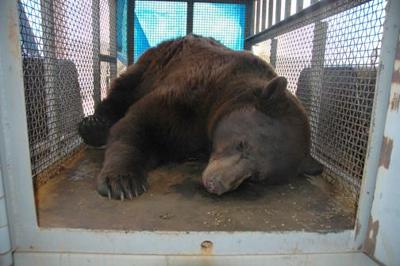 Ouray bear-mauling featured on Animal Planet | Local News Stories |  