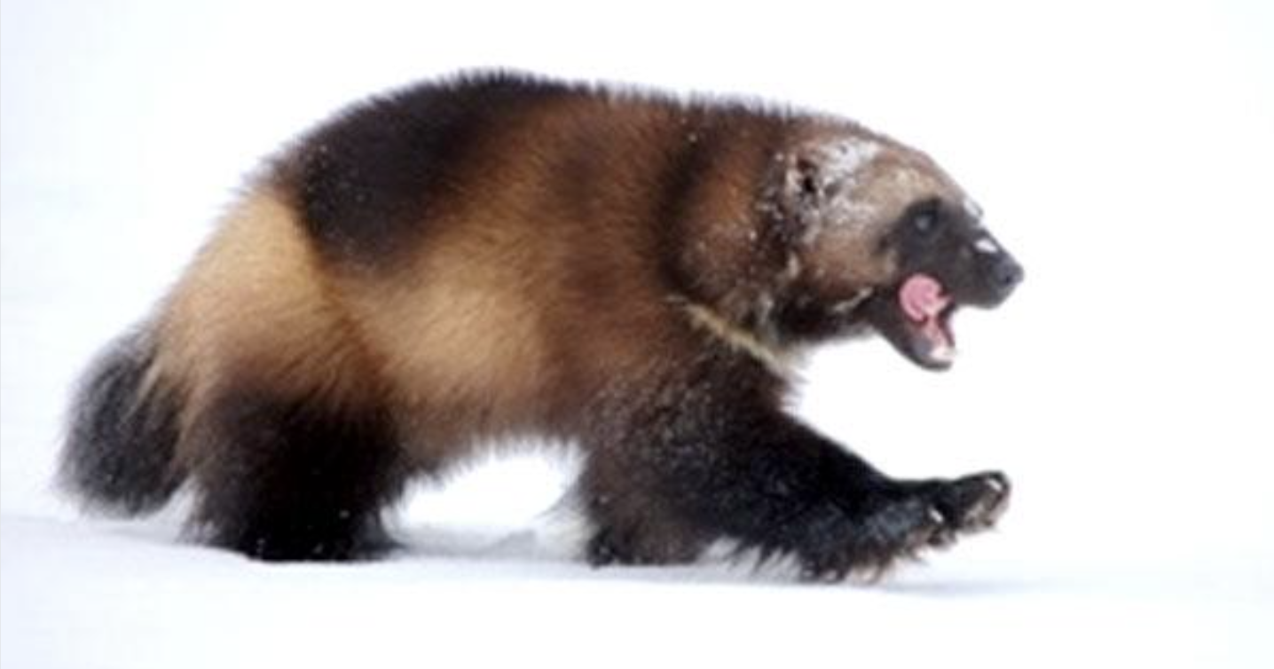 CPW prepared for wolverines, if legislature green-lights species restoration - Vimarsana News