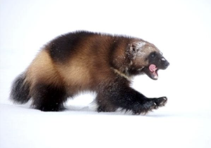CPW prepared for wolverines, if legislature green-lights species restoration