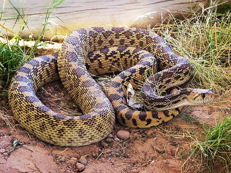 A Story About the Lovable Bullsnake | Outdoors | montrosepress.com