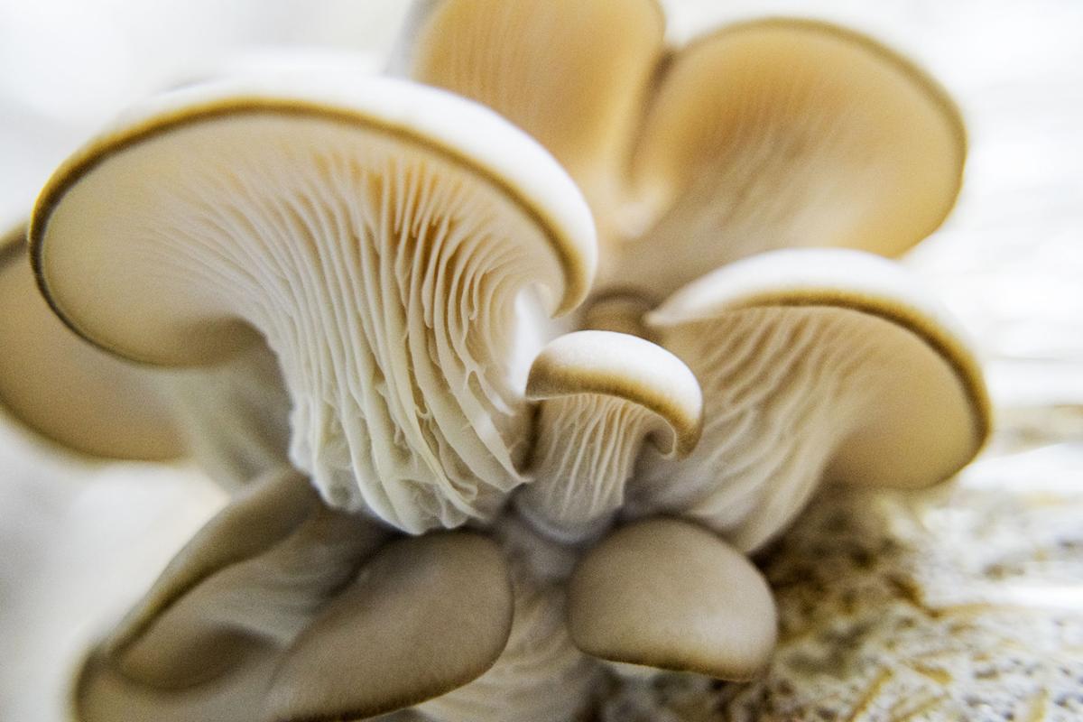 Aquaponic Mushrooms Aquaponic Check out our magic mushroom selection for the very best in unique or custom, handmade pieces from our shops. aquaponic mushrooms aquaponic