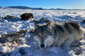 Colorado Parks and Wildlife commissioners unanimously approve plan to restore wolves on Western Slope