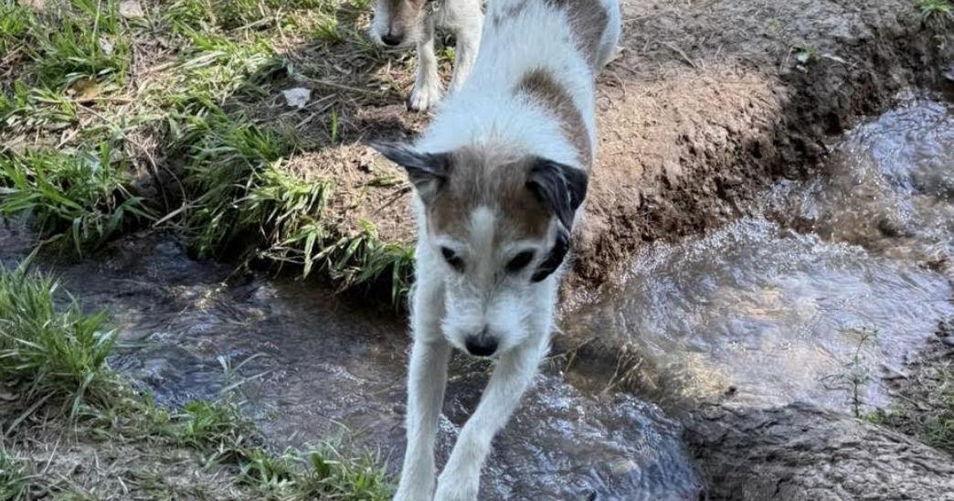 TIPS FROM THE POSSE: Dogs on the trail