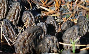 FOOD: Among the fungi