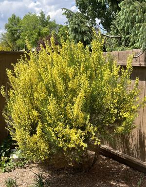 Shape up your shrubs to look their best this spring