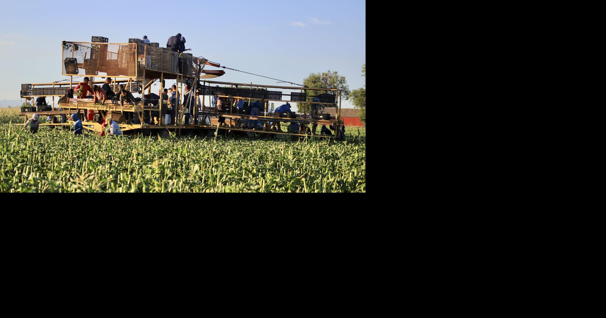 The 'Olathe Sweet' harvest is underway. Here are some photos of the