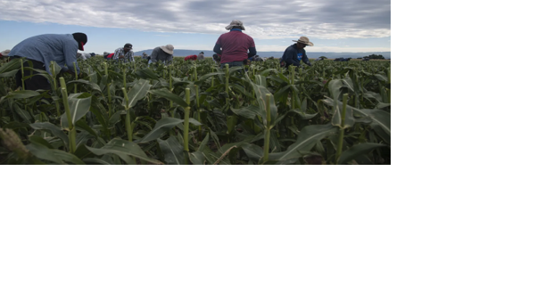 A little worm destroyed last year's sweet corn crop. Here's how Colorado farmers are fighting back. | Business - Vimarsana News