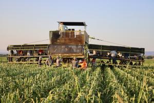Sweet corn harvest pushes on through pest problem