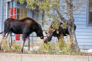Silverton's resident moose calves prompt reminder: Give them space