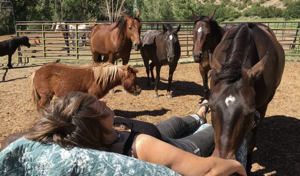 Healing Horses — Equine-based nonprofit Metaphorse helps people navigate life's challenges