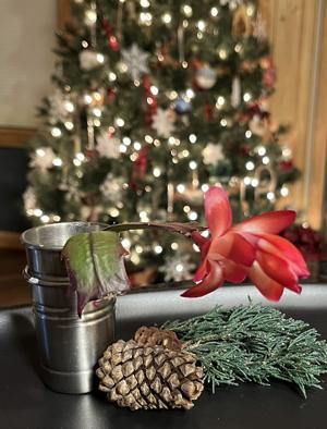 Martha the Christmas Story:  How not to kill your Christmas cactus