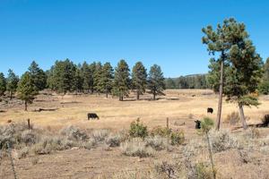 A new ag-friendly U.S. Forest Service?