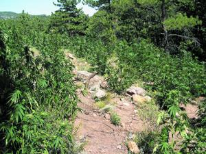 Montrose County re-ups for marijuana enforcement grant