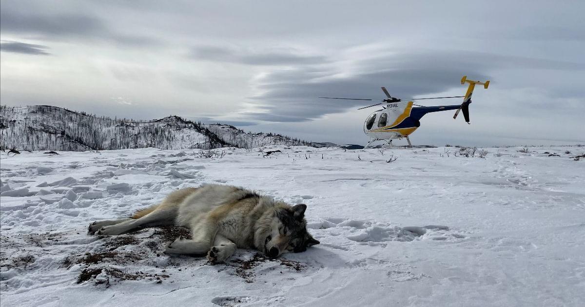 Colorado’s wolf reintroduction hits “inflection point” as program leader steps down, population dwindles and conflicts increase; Eric Odell, Colorado Parks and Wildlife’s wolf conservation program manager since the program’s inception, announces his retirement