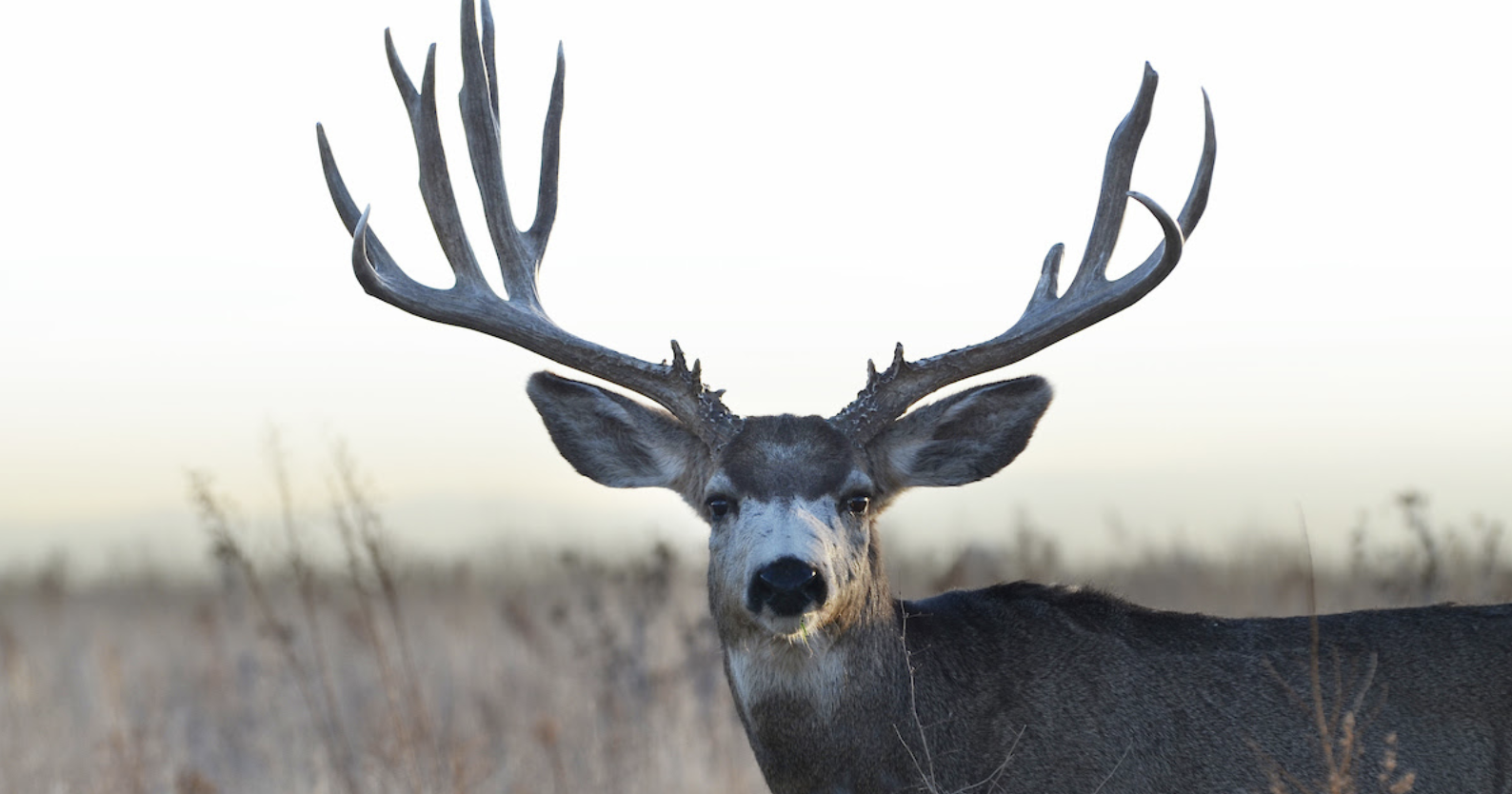 CPW releases 2025-2029 Big Game Season Structure Preliminary Alternatives and Staff Recommendations - Vimarsana News
