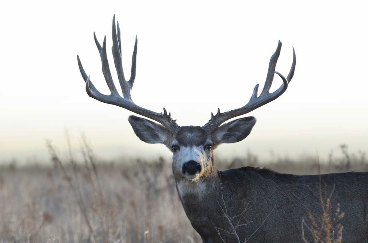 CPW releases 20252029 Big Game Season Structure Preliminary