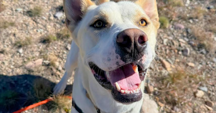 PETS: Summer fun with your best friend