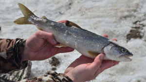 Blue Mesa Reservoir lake trout tournament returns in 2024 with a $10,000 prize purse