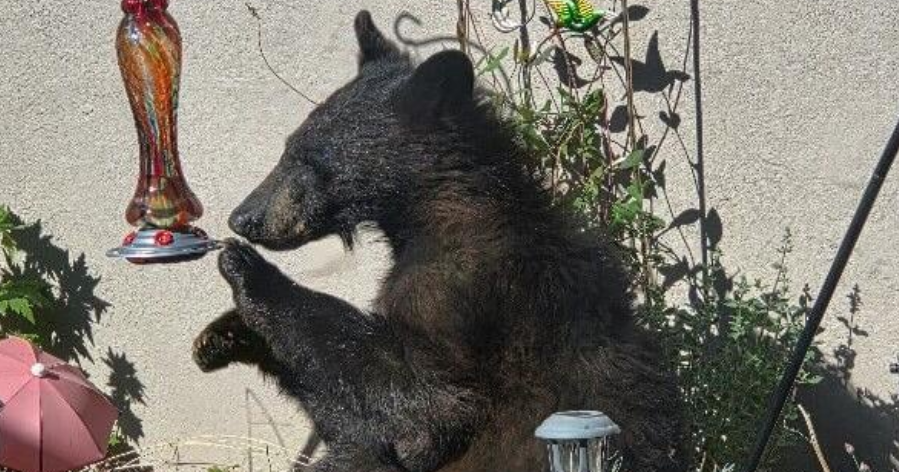 Bill targets actions that lure bears