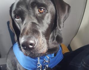 A paw-sitive for victims: Montrose police welcome Apple, the comfort dog