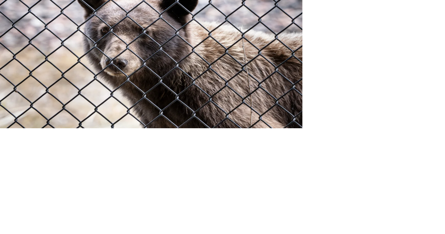 2 more bears killed in Colorado, including 1 that charged deputies as witnesses watched; Conflicts in Durango and Vail highlight danger to humans and bears when drought has made natural food sources scarce