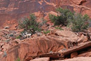 Commissioners say 'no' to proposed Dolores River Canyon monument