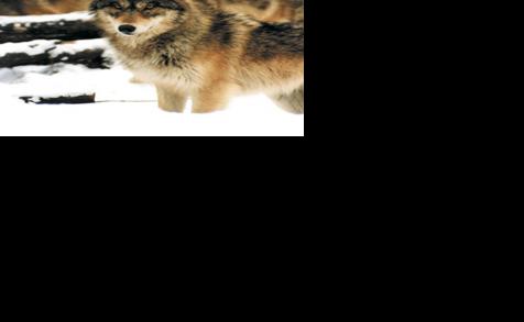 ELECTION 2020: Montrose voters heavily against reintroduction of wolves, but unofficial results statewide narrowly lean in favor
