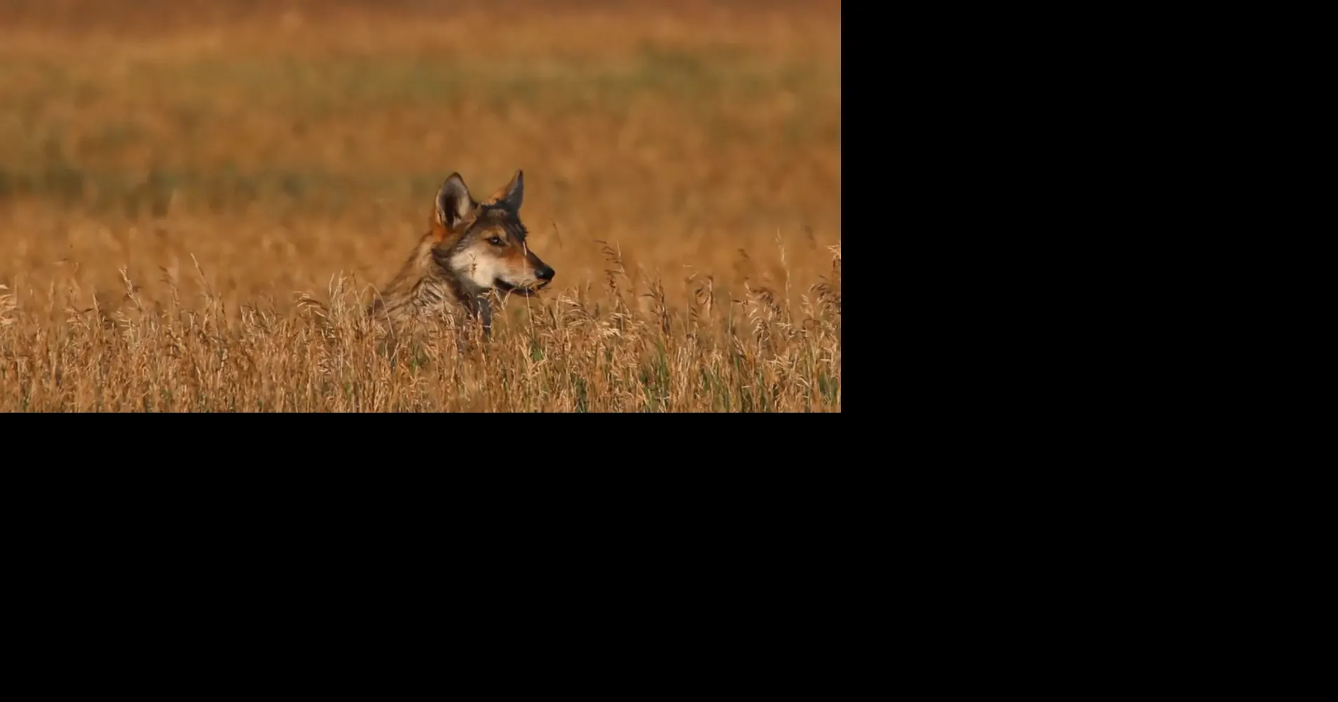 CPW killed 2 yearling wolves in 1 day. A biologist says this weakens the regi