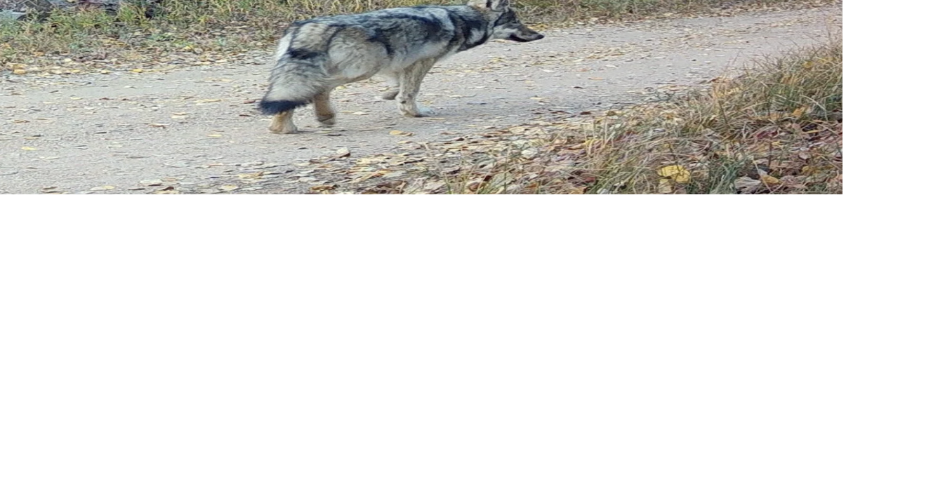 Colorado Parks and Wildlife kills wolf after state officials say it killed 22 sheep; In a statement, CPW said visual evidence confirmed it was the same wolf responsible for 10 different fatal livestock attacks