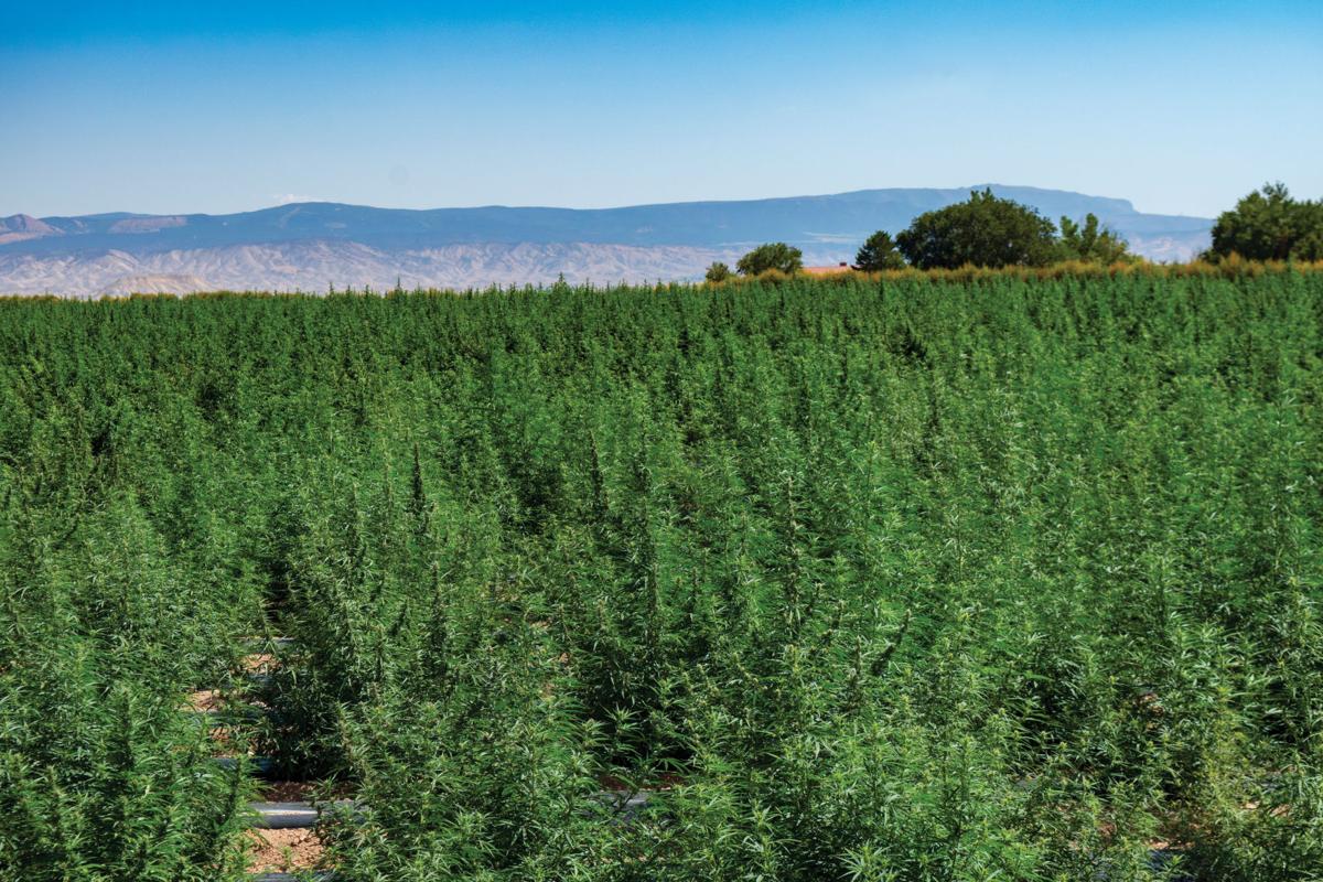 Hemp Processing Comes To Montrose Area Local News Stories Montrosepress Com