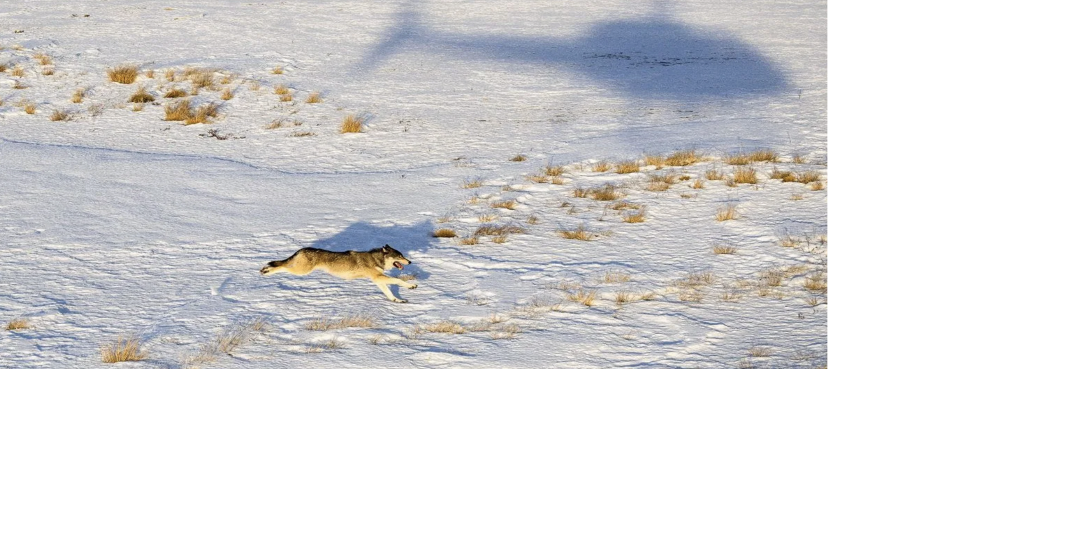 Amid 10 dead wolves and federal interference, Colorado’s wolf ...