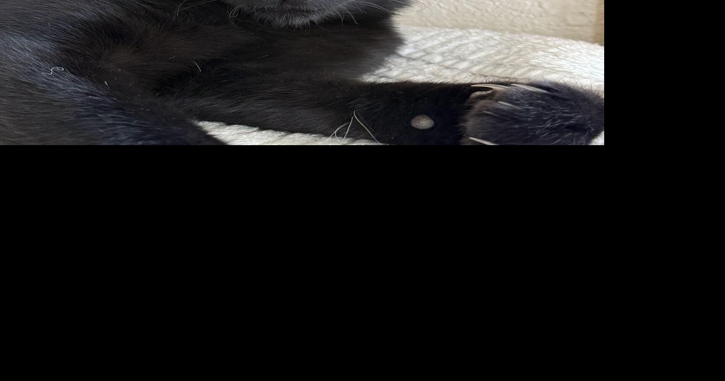 PETS: Black cats aren't scary