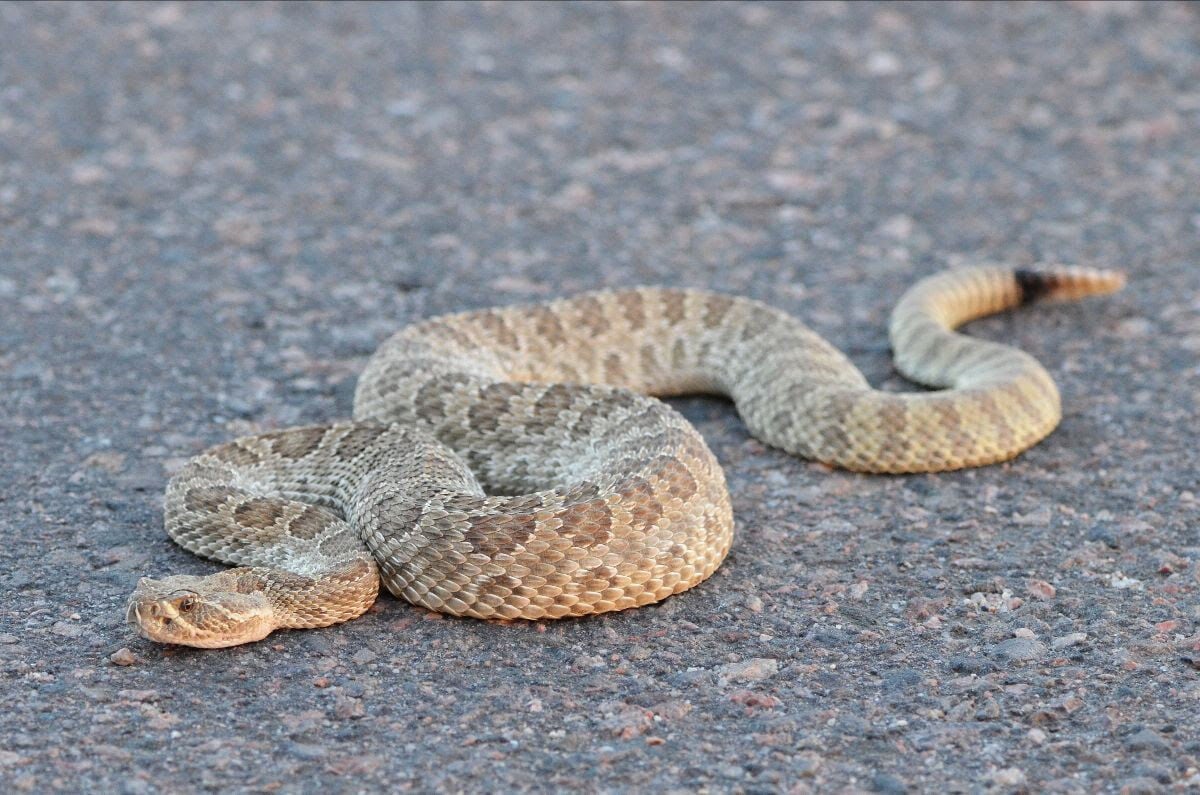Rattlesnakes change their rattling to sound closer than they are