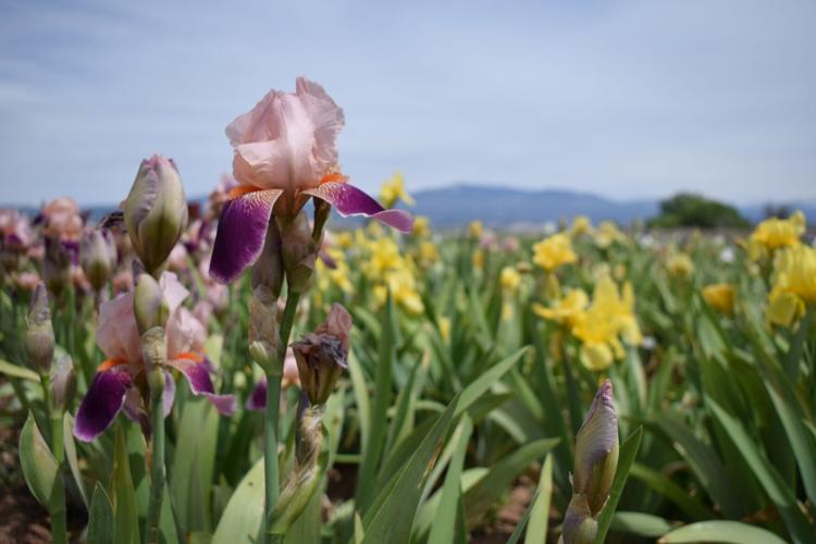 Iris farm